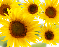 symbol_flower.png